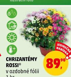 Chrysanthemum - Chryzantéma