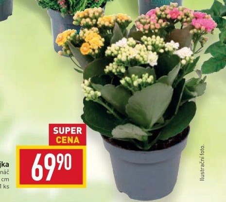 Kalanchoe - Kolopejka