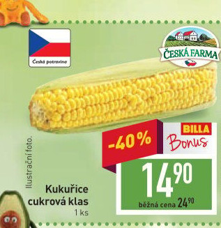 Kukuřice klas Česká farma