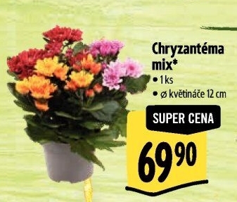 Chrysanthemum - Chryzantéma