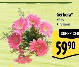 Gerbera