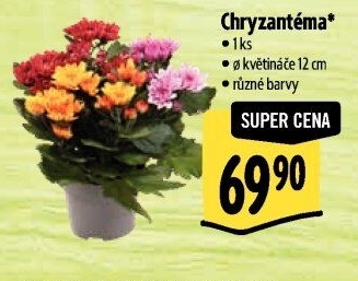 Chrysanthemum - Chryzantéma