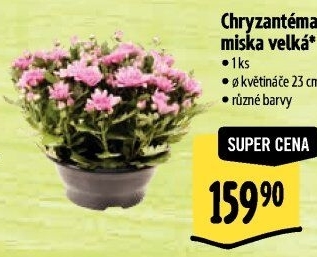 Chrysanthemum - Chryzantéma