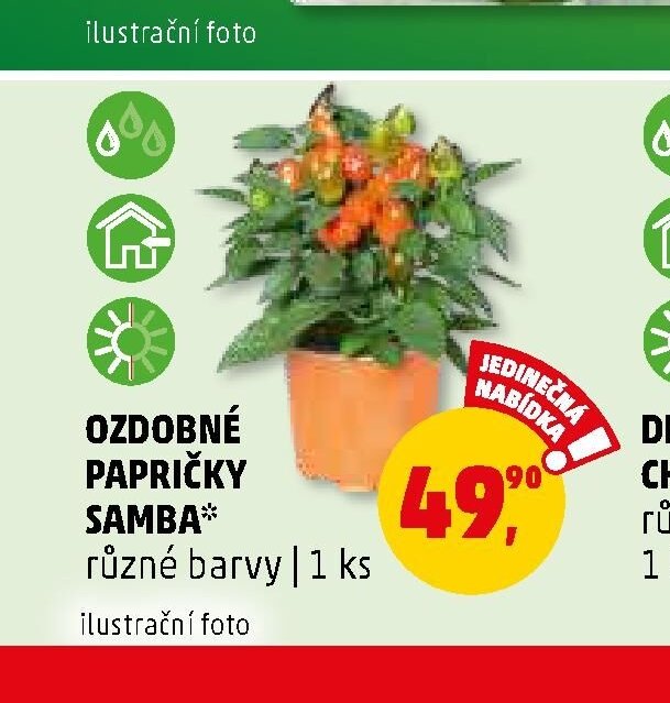 Ozdobné papričky Samba