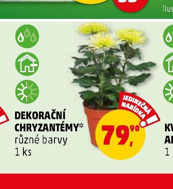 Dekorační chryzantémy