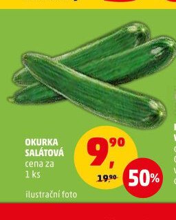 Okurka salátová