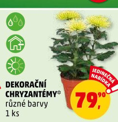 Chrysanthemum - Chryzantéma