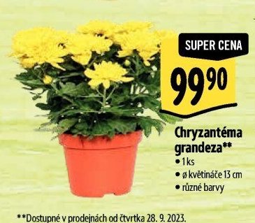 Chryzantéma grandeza**