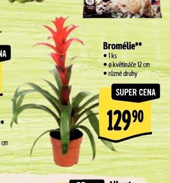 Bromélie**