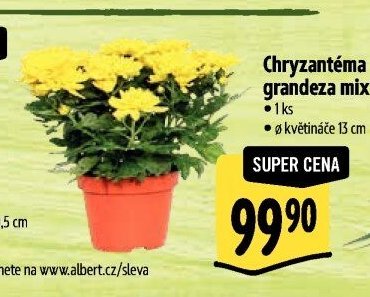 Chryzantéma grandeza mix