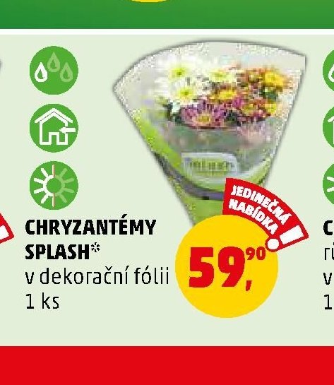 CHRYZANTÉMY SPLASH v dekorační fólii