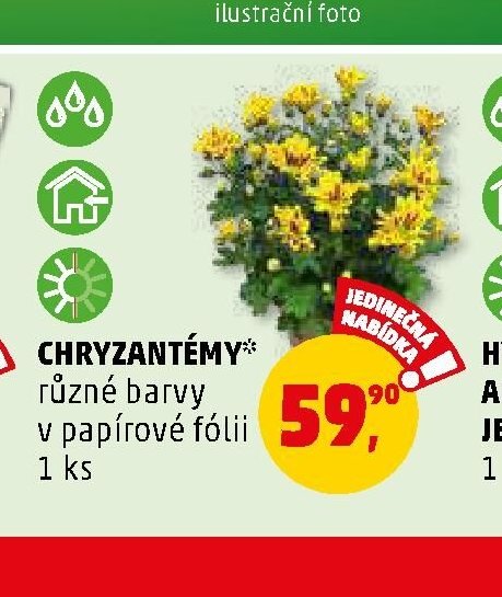 CHRYZANTÉMY různé barvy v papírové fólii