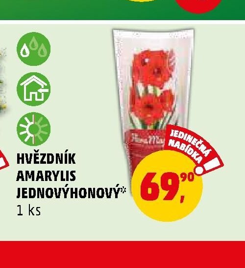 HVĚZDNÍK AMARYLIS JEDNOVÝHONEVÝ