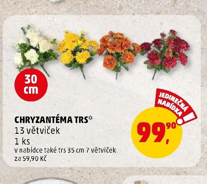 CHRYZANTÉMA TRS
