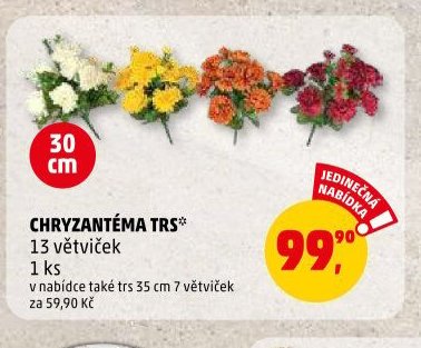CHRYZANTÉMA TRS*