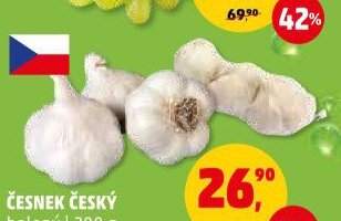 Česnek český