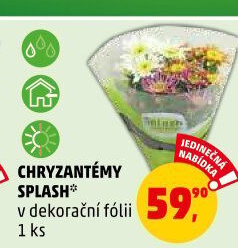 Chrysanthemum - Chryzantéma