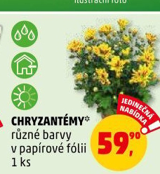 Chrysanthemum - Chryzantéma