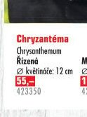 Chryzantéma Řízená - UNI HOBBY akcniletaky.com