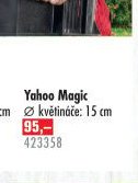 Chryzantéma Yahoo Magic - UNI HOBBY akcniletaky.com