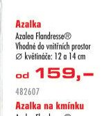 Azalka Azalea Flandresse - UNI HOBBY akcniletaky.com