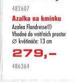 Azalka na kmínku Azalea Flandresse - UNI HOBBY akcniletaky.com