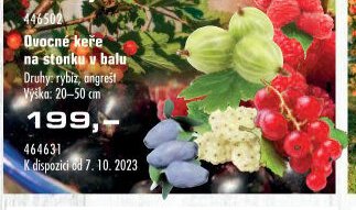 Ovocné keře na stonku v balu - UNI HOBBY akcniletaky.com