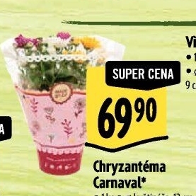 Chrysanthemum - Chryzantéma