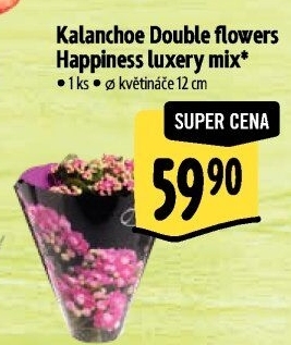 Kalanchoe - Kolopejka