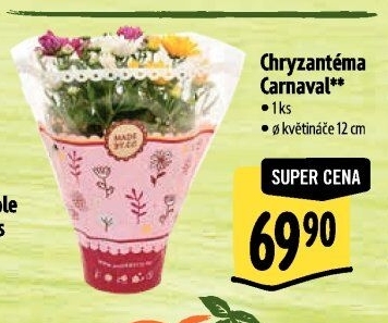 Chrysanthemum - Chryzantéma