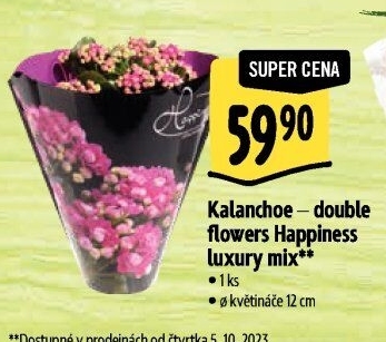 Kalanchoe - Kolopejka