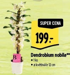 Stromobytec - Dendrobium nobile
