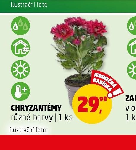 Chryzantémy