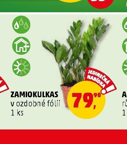 Zamiokulkas