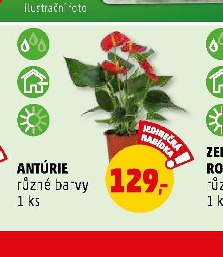 Antúrie