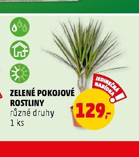 Zelené pokojové rostliny