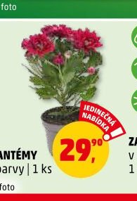 Chryzantémy