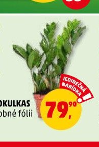 Zamiokulkas