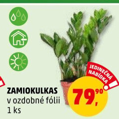 Zamioculcas - Zamiokulkas