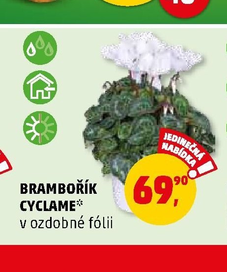 Brambořík cyclame v ozdobné fólii