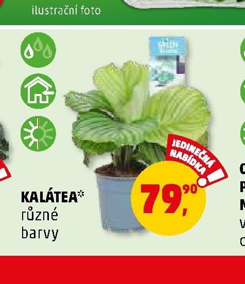 Kalátea různé barvy