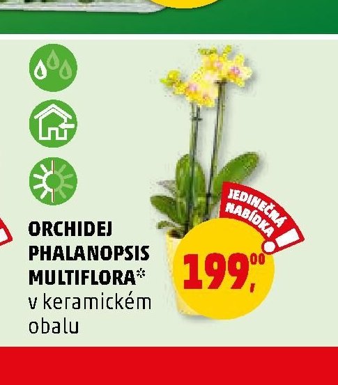 Orchidej Phalanopsis Multiflora v keramickém obalu