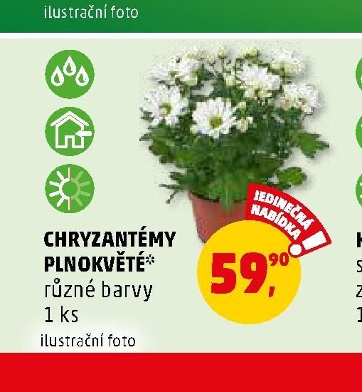 CHRYZANTÉMY PLNOKVĚTÉ* různé barvy 1 ks