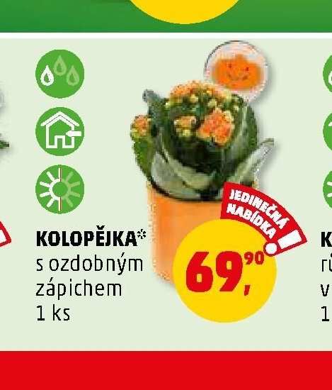 KOLOPĚJKA* s ozdobným zápichem 1 ks