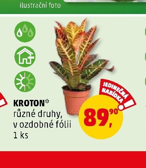 KROTON* různé druhy, v ozdobné fólii 1 ks