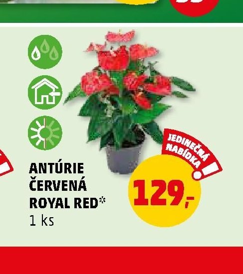 ANTÚRIE ČERVENÁ ROYAL RED* 1 ks