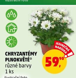 Chrysanthemum - Chryzantéma