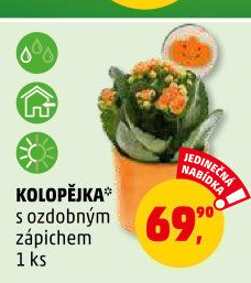 Kalanchoe - Kolopejka