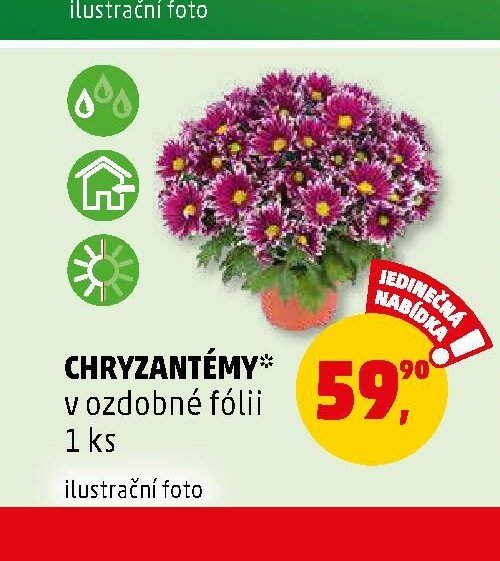Chryzantémy v ozdobné fólii