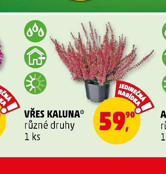 Vřes kaluna